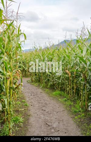 Muddy trail through farmer corn field on cloudy day Stock Photo