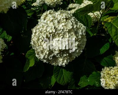 Wonderful blooming white Hydrangea arborescens, commonly known as smooth hydrangea, wild hydrangea in a garden. Closeup of White Hydrangea Flowers in Stock Photo