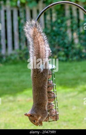 Grey squirrel, Sciurus carolinensis, stealing bird's food by hanging upside down on a fat feeder in a garden. Stock Photo