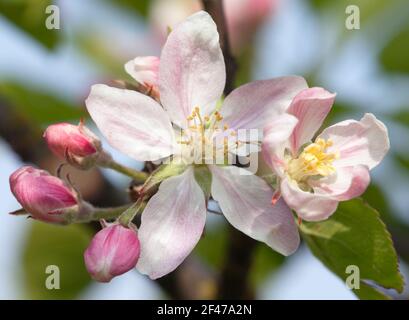 Spring time detail of flower of apple tree Stock Photo
