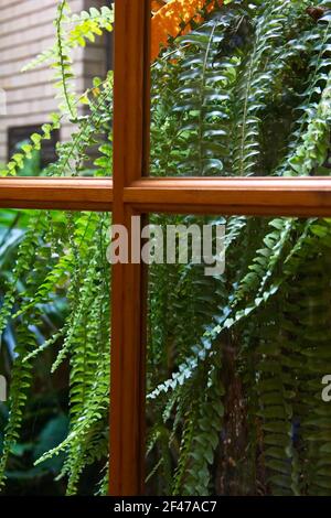 Vertical view looking through the windows of the door to the atrium of lush green hanging fern growth. Stock Photo