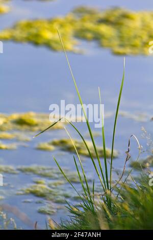 Vertical view of blades of sprouting tallgrass against a defocused view of the still waters in the local pond. Stock Photo