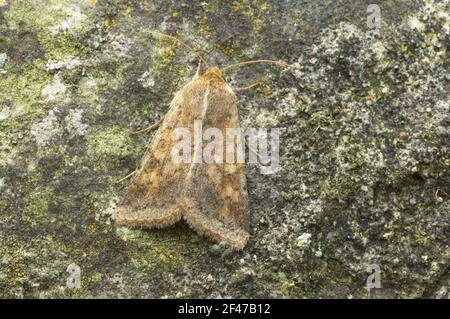 Scarce Bordered Straw Helicoverpa armigera Essex, UK IN000492 Stock Photo
