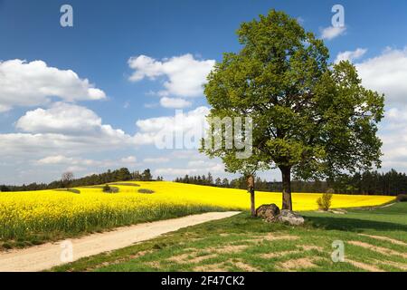 View of way between rapeseed field and lime tree with crucifix and beautiful clouds - brassica napus - plant for green energy and oil industry Stock Photo