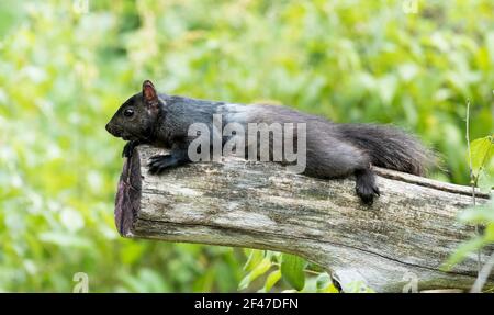 Black squirrel (melanistic eastern gray squirrel) stretched out on a log with a green leafy background. Stock Photo