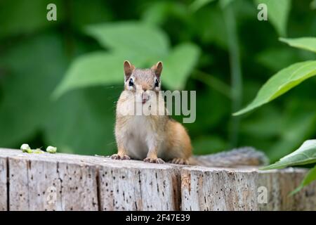 Chipmunk enjoying a snack on an old tree stump with a green leafy background Stock Photo