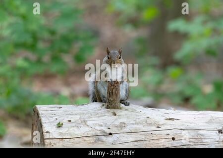 Eastern Gray Squirrel standing upright while resting its hands on a log. Ottawa, Ontario, Canada Stock Photo