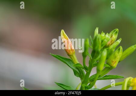 Evening Primrose Flowers in Summer Stock Photo