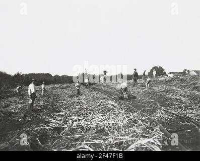 Honolulu (Hawaii). Sugarcane plantation with workers Stock Photo