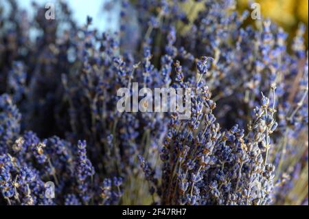 Dried bunches of lavender hanging on wooden ladders. Stock Photo