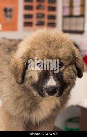 big puppy  Carpathian shepherd dog breed at the veterinary clinic Stock Photo