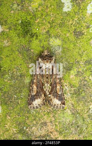 Green-brindled Crescent Moth Allophyes oxyacanthae Essex, UK IN000600 Stock Photo