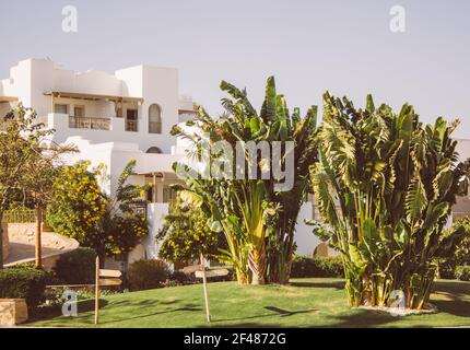 Promenade at Abu Tig Marina. El Gouna, Egypt, North Africa. White private house with a beautiful garden, green bushes with yellow flowers and palm tre Stock Photo