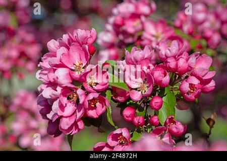 Flowering ornamental apple tree in spring Stock Photo