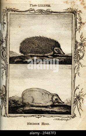 a vintage encyclopedia animal page with an etching of a classic
