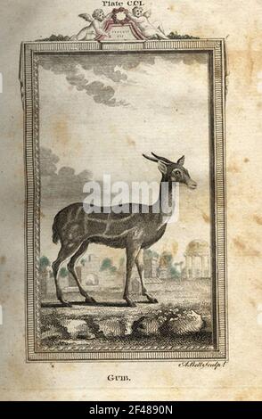 a-vintage-encyclopedia-animal-