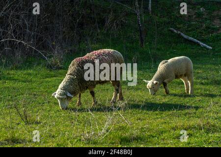 A sheep and her lamb graze in a mountain meadow. Abruzzo, Italy, Europe Stock Photo