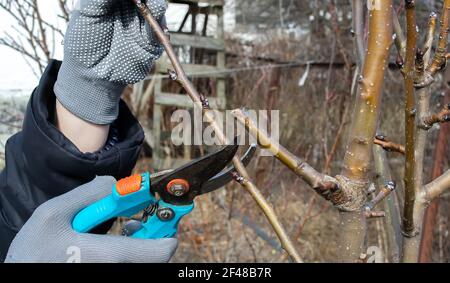 Pruning an fruit tree - Cutting Branches at spring Stock Photo