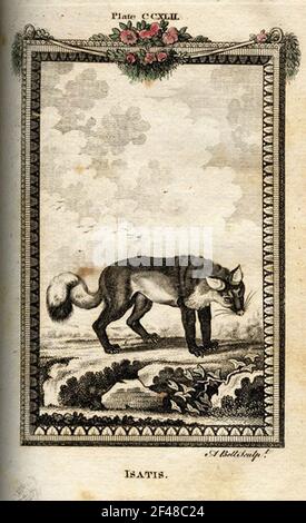 a-vintage-encyclopedia-animal-