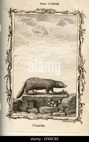 a vintage encyclopedia animal page with an etching of a classic