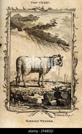 a vintage encyclopedia animal page with an etching of a classic
