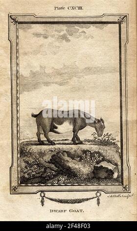 a vintage encyclopedia animal page with an etching of a classic