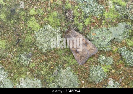 Mottled Rustic Moth Caradrina morpheus Essex, UK IN000684 Stock Photo