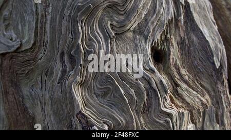 Full frame background showing beautiful grain swirls on tree trunk Stock Photo
