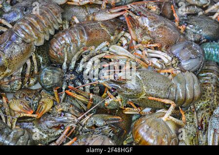 Live crayfish before cooking, boiling. Fresh crayfish background. Stock Photo