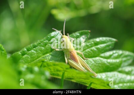 Little grasshopper on leaf in the grass. Close-up shot. Stock Photo