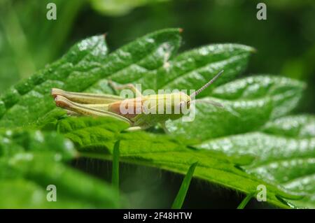 Grasshopper in grass on meadow. Macro shot. Stock Photo