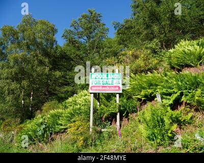 Woodland for sale in southern Scotland Stock Photo