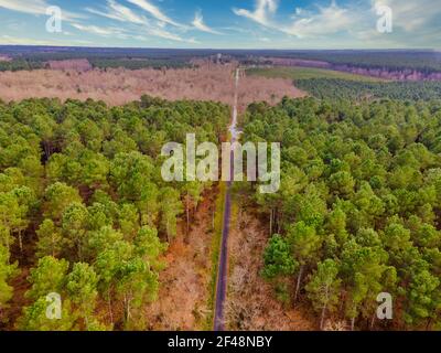 Aerial view of pine tree forest in the Gironde department near Bordeaux in France.