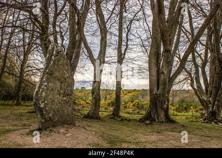 A large standing stone, one of many which surrounds the Prehistoric Burial Cairns of Bulnuaran of Clava in Scotland, with mature European Beech trees Stock Photo