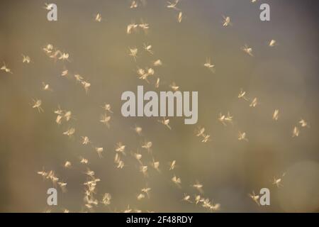 Mayflies DancingEphemeroptera Ouse Washes Norfolk, UK IN000749 Stock Photo