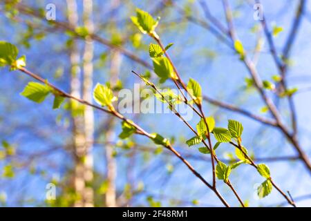 Spring in the park. Delicate green fresh young birch leaves bloom under the rays of the sun, against the backdrop of a blue sky. Selective focus. Stock Photo