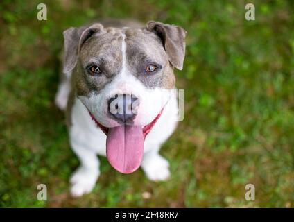 A happy gray and white Staffordshire Bull Terrier mixed breed dog panting Stock Photo