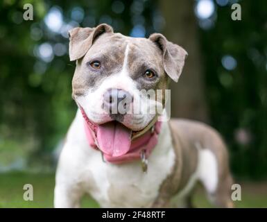 A happy gray and white Staffordshire Bull Terrier mixed breed dog panting Stock Photo