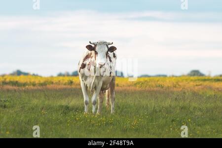 cow at sunset stands in a pasture Stock Photo