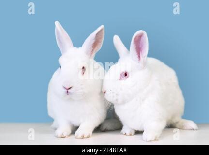 A pair of white Dwarf mixed breed pet rabbits with pink eyes sitting together Stock Photo
