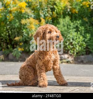 cockapoo dog Stock Photo