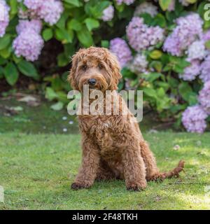 cockapoo dog Stock Photo