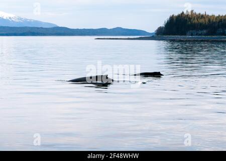 Two Humpback Whales (Megaptera novaeangliae), a mother and calf, surfacing off the coast of southern Alaska Stock Photo