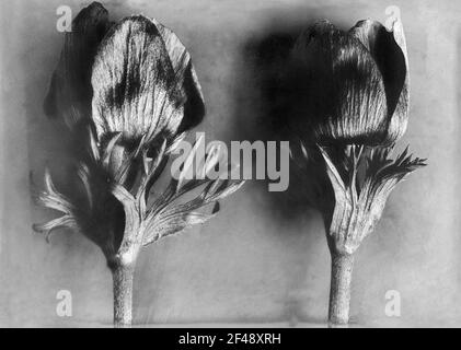 Kitchen clamp, flower buds Stock Photo