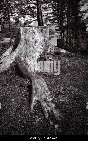 An old cut tree trunk Stock Photo