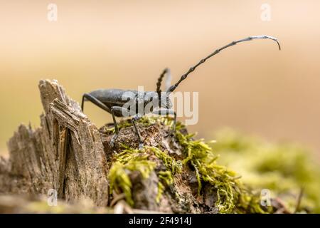 Great capricorn beetle (Cerambyx cerdo) famous insect on old dead wood. Wildlife scene of nature in Europe. The Netherlands. Stock Photo