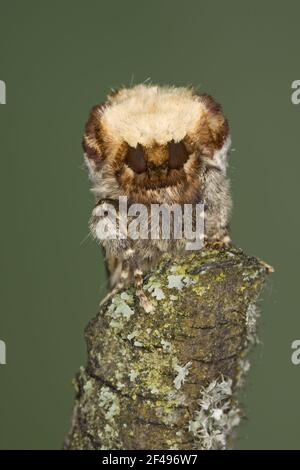 Buff-tip Moth - demonstrating camouflage Phalera bucephela Essex, UK IN000939 Stock Photo