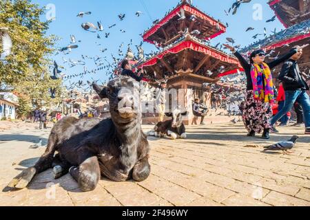 Cow, pigeons, temples and tourists in Durbar Square, Kathmandu, Nepal Stock Photo