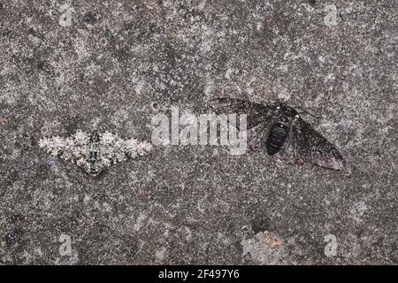 Peppered Moth - Normal and Melanic examples evolution example showing camouflage adaption Biston betularia Essex, UK IN000955 Stock Photo