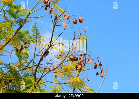 Dry leaves on fresh branches. Blue background. Stock Photo